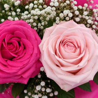 Rosa Rosa o fucsia (Unidad)