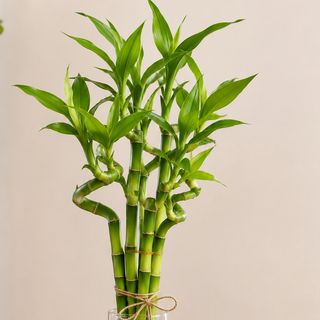 Bambú