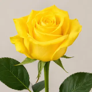 Rosa amarilla