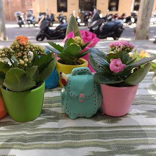 Mini kalanchoe con macetero