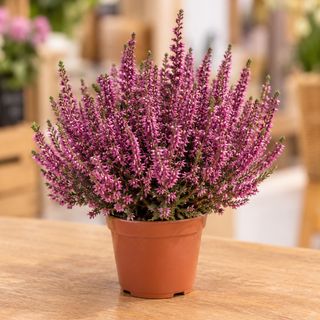 Calluna