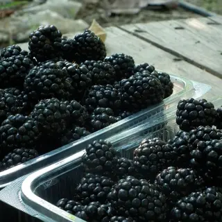 Batido mora