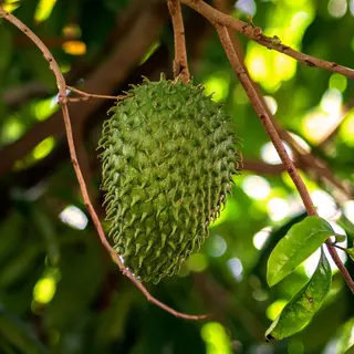 Zumo guanábana natural