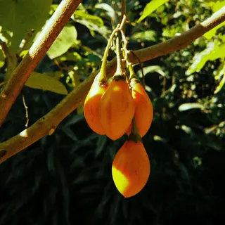 Batido de tomate de árbol