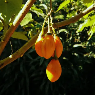Zumo tomate de árbol