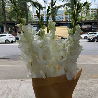 თეთრი გლადიოლუსი