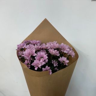 ვარდისფერი ქრიზანთემა