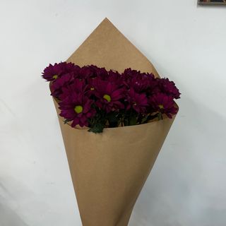 ბორდოსფერი ქრიზანთემა