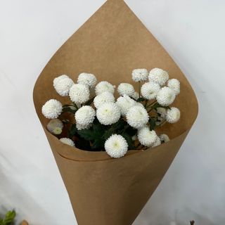 თეთრი ქრიზანთემა