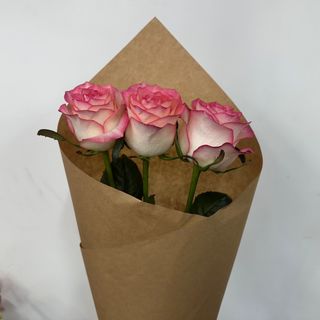 ჯუმელია ვარდი