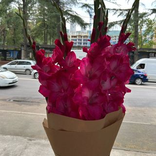 მალინისფერი გლადიოლუსი