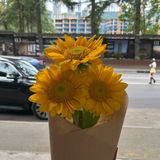 მზესუმზირა