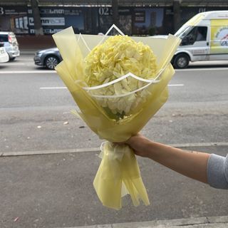 ჰოლანდიური ლიმნისფერი ჰორტეზია