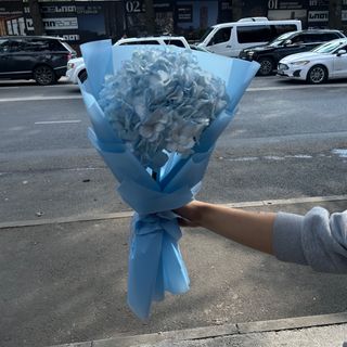 ცისფერი ჰოლანდიური ჰორტეზია