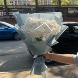 თეთრი ჰოლანდიური ჰორტენზია