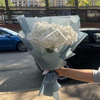 თეთრი ჰოლანდიური ჰორტენზია