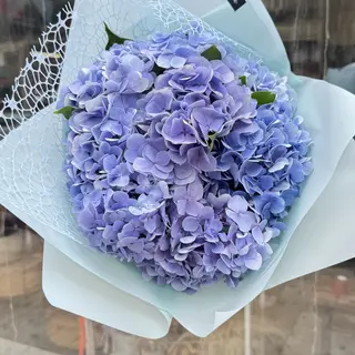ჰორტენზია