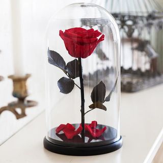 უკვდავი ვარდი