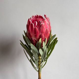 პროტეა (1)