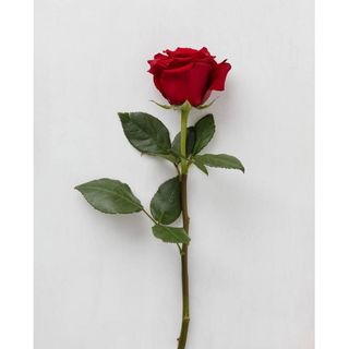 წითელი ჰოლანდიური ვარდი (1)