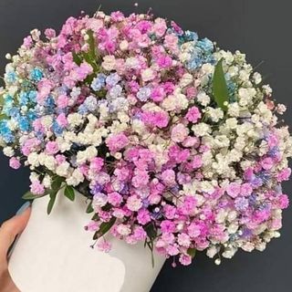 ფერადი გიფსოფილია