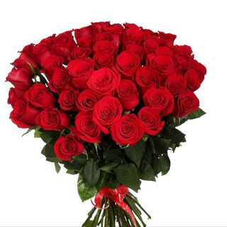 წითელი ჰოლანდიური ვარდი (51)