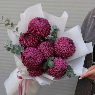 იასამნისფერი ქრიზანთემები (7)