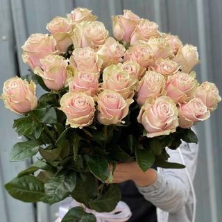 ღია ვარდისფერი ვარდი (25)