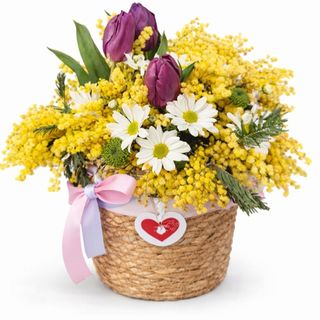 კალათი - მიმოზების ფესტივალი