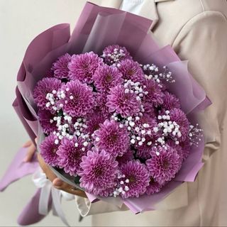 იასამნისფერი ქრიზანთემები (5)