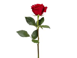 1. წითელი ვარდი (1)