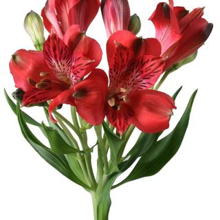 წითელი ალსტრომერია 