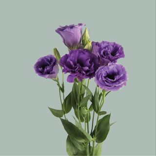Lissianthus
