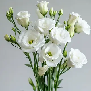 თეთრი ეუსტომა