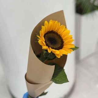 Mono Sunflower 