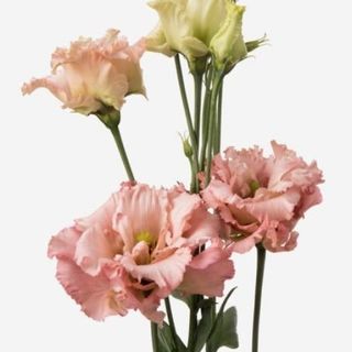 Lisianthus Peach