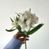  თეთრი ალსტომერია