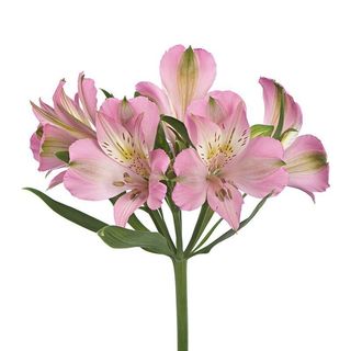 ვარდისფერი ალსტრომერია 