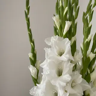 თეთრი გლადიოლუსი