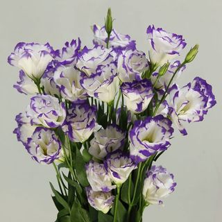 ეუსტომა იასამნისფერი  კანტით
