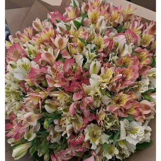 ასტრომერიების თაიგული (ზომაL)