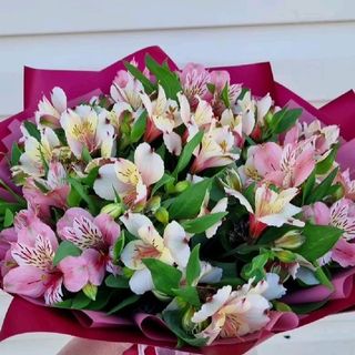 ფერადი ასტრომერიები