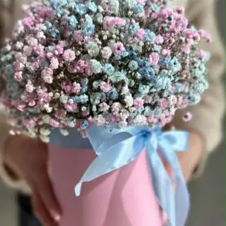 გიფსოფილების კომპოზიცია