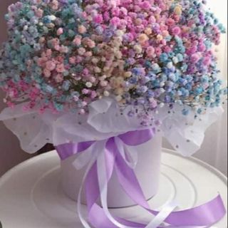 გიფსოფილების კომპოზიცია