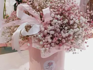 ჰოლანდიური გიფსოფილები