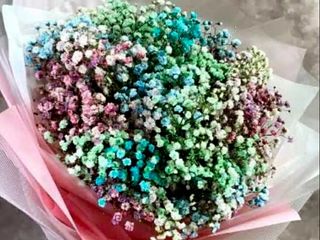 ფერადი გიფსოფილები