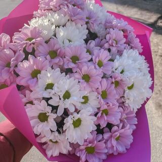 ფერადი ქრიზანთემები