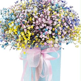 გიფსოფილების კომპოზიცია