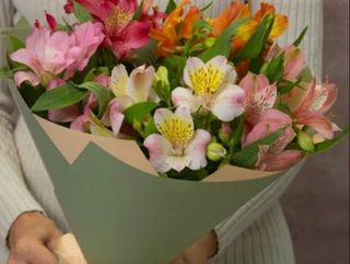 ასტრომერიების თაიგული