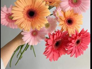 ფერადი გერბერის 20 ტოტი